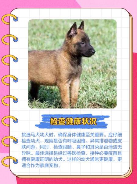 作为消费者“比利时小体马犬”你不能不知道-第8张图片 作为消费者“比利时小体马犬”你不能不知道-第8张图片