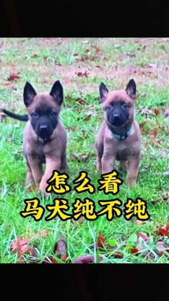 作为消费者“比利时小体马犬”你不能不知道-第9张图片 作为消费者“比利时小体马犬”你不能不知道-第9张图片