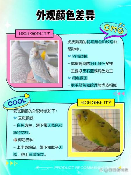 云斑鹦鹉,云斑鹦鹉一只是多少元-第2张图片 云斑鹦鹉,云斑鹦鹉一只是多少元-第2张图片