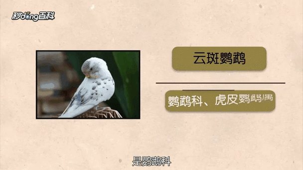 云斑鹦鹉,云斑鹦鹉一只是多少元-第3张图片 云斑鹦鹉,云斑鹦鹉一只是多少元-第3张图片