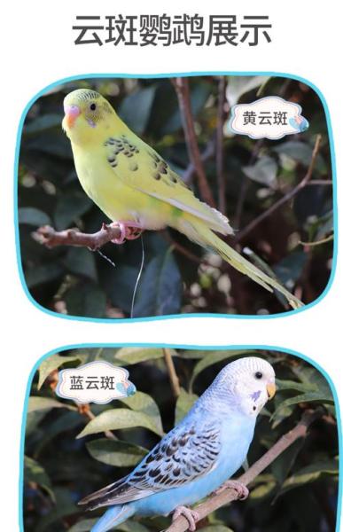 云斑鹦鹉,云斑鹦鹉一只是多少元-第6张图片 云斑鹦鹉,云斑鹦鹉一只是多少元-第6张图片