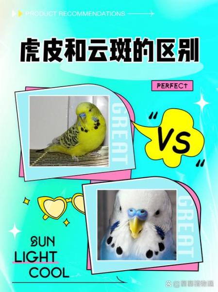 云斑鹦鹉,云斑鹦鹉一只是多少元-第7张图片 云斑鹦鹉,云斑鹦鹉一只是多少元-第7张图片