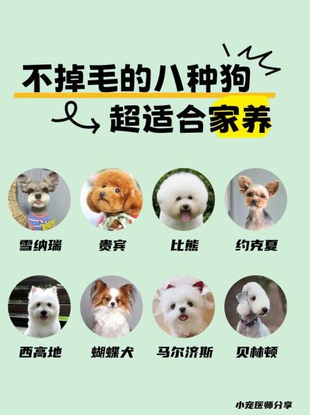 不爱掉毛的狗狗/不掉毛的狗狗是什么品种