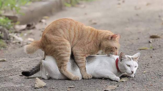 解析“母猫发情怎么办”你不知道的事