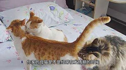 解析“母猫发情怎么办”你不知道的事-第3张图片 解析“母猫发情怎么办”你不知道的事-第3张图片