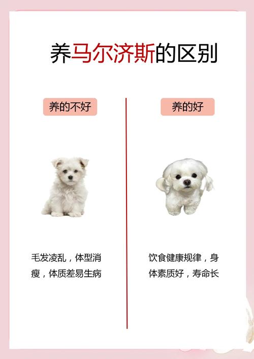 狗狗喝糖水有什么好处-幼犬喝糖水-第1张图片 狗狗喝糖水有什么好处-幼犬喝糖水-第1张图片