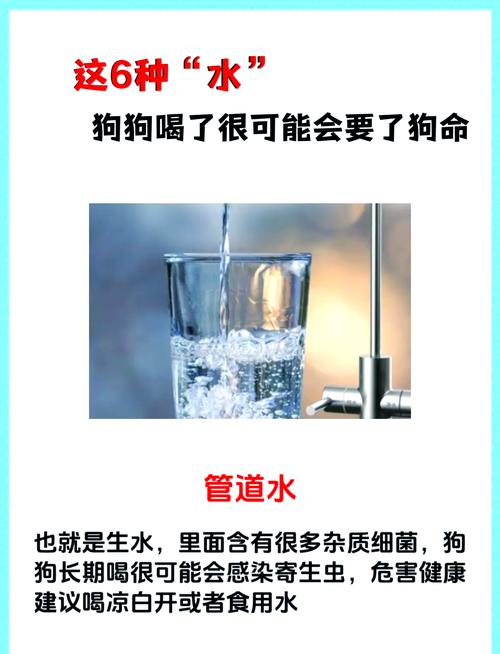 狗狗喝糖水有什么好处-幼犬喝糖水-第2张图片 狗狗喝糖水有什么好处-幼犬喝糖水-第2张图片