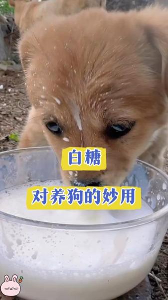 狗狗喝糖水有什么好处-幼犬喝糖水-第5张图片 狗狗喝糖水有什么好处-幼犬喝糖水-第5张图片