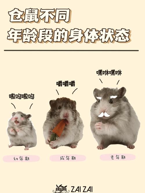 仓鼠寿命多长-仓鼠的寿命一般是多长-第3张图片 仓鼠寿命多长-仓鼠的寿命一般是多长-第3张图片