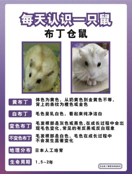 仓鼠寿命多长-仓鼠的寿命一般是多长-第9张图片 仓鼠寿命多长-仓鼠的寿命一般是多长-第9张图片