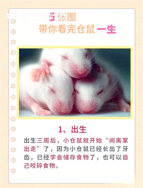 仓鼠寿命多长-仓鼠的寿命一般是多长-第10张图片 仓鼠寿命多长-仓鼠的寿命一般是多长-第10张图片
