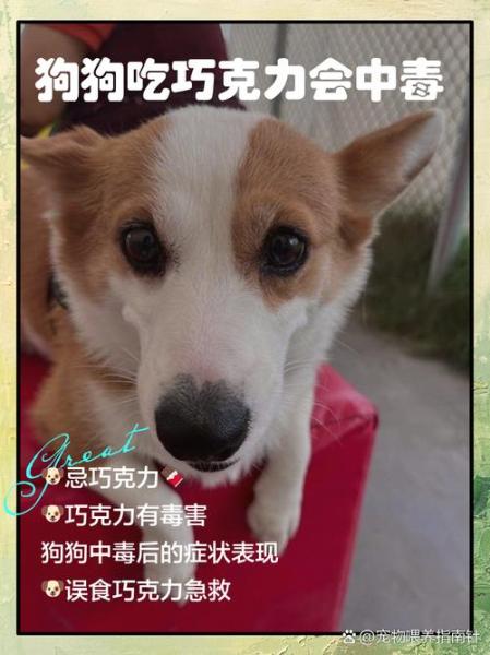作为消费者“狗狗能吃巧克力吗”你不能不知道-第1张图片 作为消费者“狗狗能吃巧克力吗”你不能不知道-第1张图片