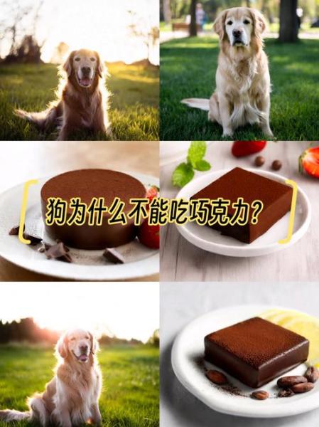 作为消费者“狗狗能吃巧克力吗”你不能不知道-第9张图片 作为消费者“狗狗能吃巧克力吗”你不能不知道-第9张图片