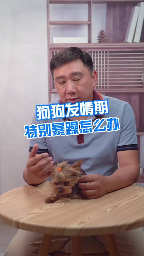 狗狗发情怎么处理,狗狗发情改怎么办-第6张图片 狗狗发情怎么处理,狗狗发情改怎么办-第6张图片