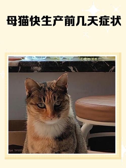 作为消费者“猫咪快生了有啥反应”你不能不知道