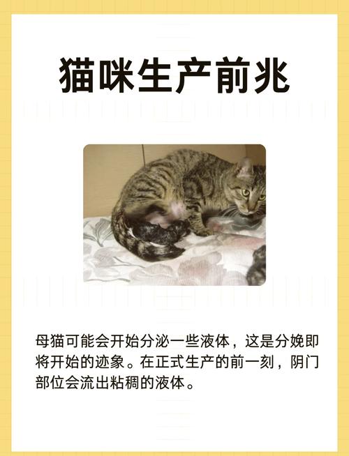 作为消费者“猫咪快生了有啥反应”你不能不知道-第3张图片 作为消费者“猫咪快生了有啥反应”你不能不知道-第3张图片
