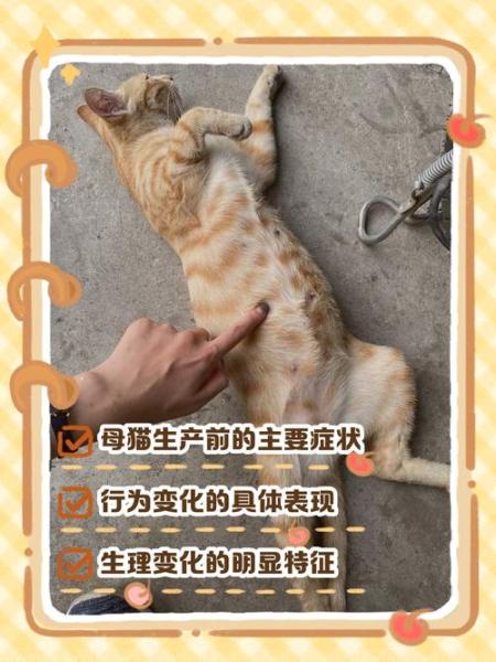 作为消费者“猫咪快生了有啥反应”你不能不知道-第4张图片 作为消费者“猫咪快生了有啥反应”你不能不知道-第4张图片