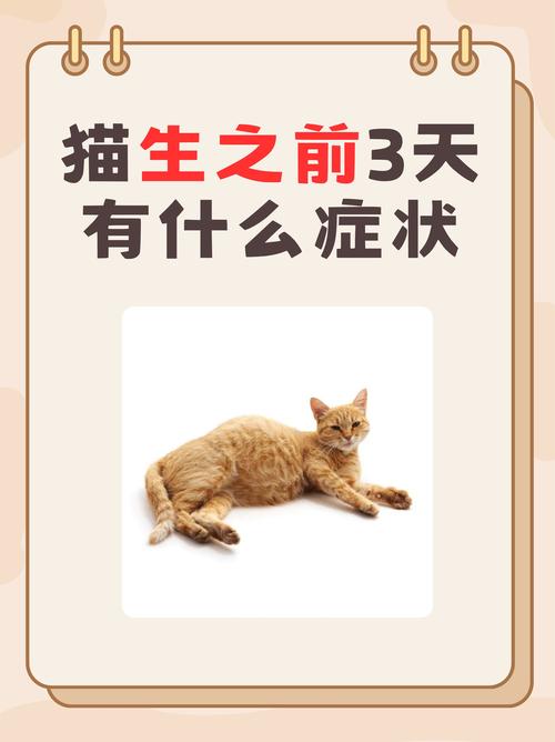 作为消费者“猫咪快生了有啥反应”你不能不知道-第5张图片 作为消费者“猫咪快生了有啥反应”你不能不知道-第5张图片