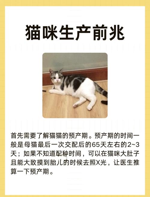 作为消费者“猫咪快生了有啥反应”你不能不知道-第6张图片 作为消费者“猫咪快生了有啥反应”你不能不知道-第6张图片