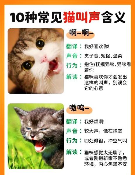 猫说话-猫说话的视频