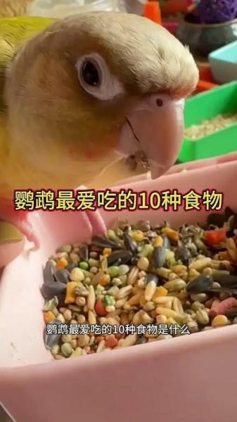 鹦鹉吃苹果吗,玄凤鹦鹉吃苹果吗-第1张图片 鹦鹉吃苹果吗,玄凤鹦鹉吃苹果吗-第1张图片