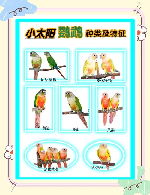 鹦鹉吃苹果吗,玄凤鹦鹉吃苹果吗-第4张图片 鹦鹉吃苹果吗,玄凤鹦鹉吃苹果吗-第4张图片