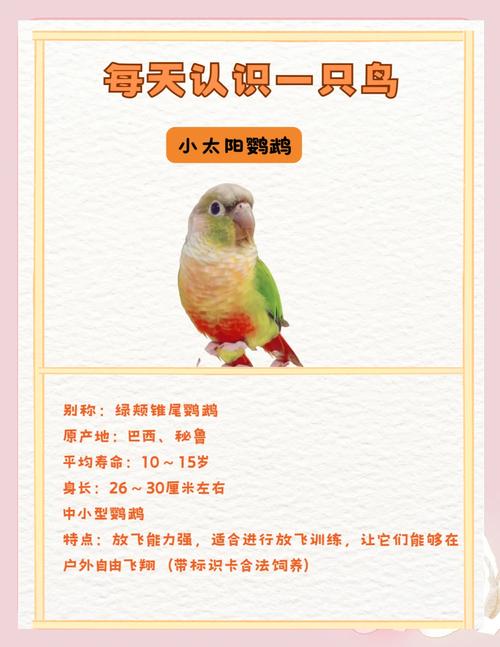 鹦鹉吃苹果吗,玄凤鹦鹉吃苹果吗-第5张图片 鹦鹉吃苹果吗,玄凤鹦鹉吃苹果吗-第5张图片