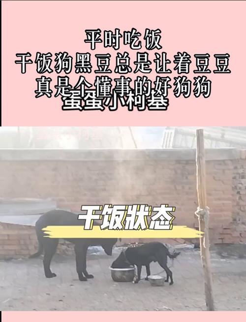 狗能吃黑豆吗-狗狗能吃黑豆嘛