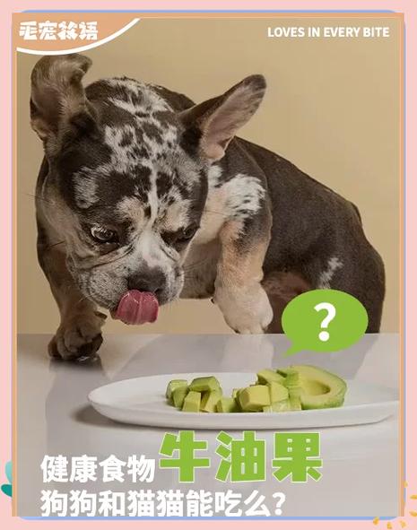 狗能吃黑豆吗-狗狗能吃黑豆嘛-第2张图片 狗能吃黑豆吗-狗狗能吃黑豆嘛-第2张图片