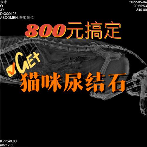 解析“猫咪做手术大概多少钱”你不知道的事-第2张图片 解析“猫咪做手术大概多少钱”你不知道的事-第2张图片