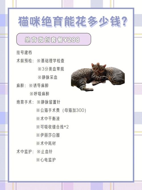 解析“猫咪做手术大概多少钱”你不知道的事-第6张图片 解析“猫咪做手术大概多少钱”你不知道的事-第6张图片