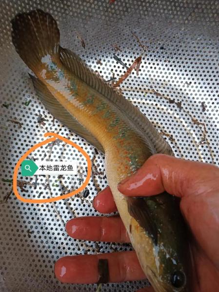 雷龙鱼品种-雷龙鱼品种大全-第2张图片 雷龙鱼品种-雷龙鱼品种大全-第2张图片