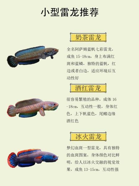 雷龙鱼品种-雷龙鱼品种大全-第3张图片 雷龙鱼品种-雷龙鱼品种大全-第3张图片