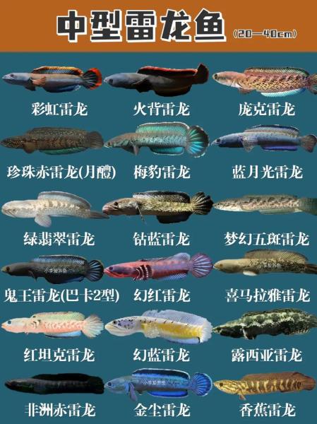 雷龙鱼品种-雷龙鱼品种大全-第4张图片 雷龙鱼品种-雷龙鱼品种大全-第4张图片