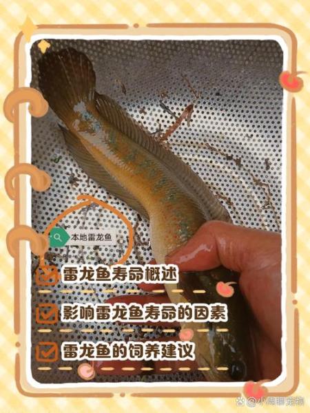 雷龙鱼品种-雷龙鱼品种大全-第6张图片 雷龙鱼品种-雷龙鱼品种大全-第6张图片