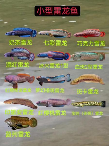 雷龙鱼品种-雷龙鱼品种大全-第7张图片 雷龙鱼品种-雷龙鱼品种大全-第7张图片