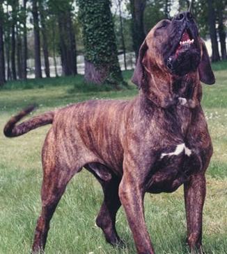 巴西菲勒犬幼犬-巴西菲勒犬的战斗力啊