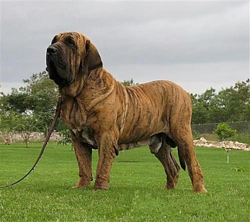 巴西菲勒犬幼犬-巴西菲勒犬的战斗力啊-第2张图片 巴西菲勒犬幼犬-巴西菲勒犬的战斗力啊-第2张图片