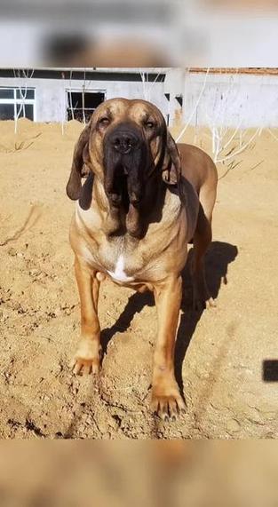 巴西菲勒犬幼犬-巴西菲勒犬的战斗力啊-第8张图片 巴西菲勒犬幼犬-巴西菲勒犬的战斗力啊-第8张图片