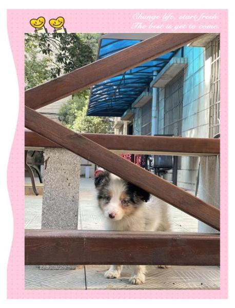 狗瘟在家怎么治疗最有效-狗瘟自己怎么用药治疗-第8张图片 狗瘟在家怎么治疗最有效-狗瘟自己怎么用药治疗-第8张图片