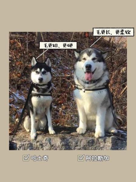 作为消费者“哈士奇和阿拉斯加幼年区别”你不能不知道