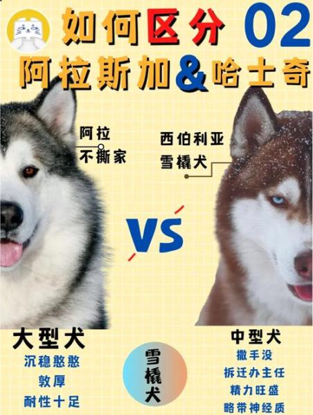 作为消费者“哈士奇和阿拉斯加幼年区别”你不能不知道-第2张图片 作为消费者“哈士奇和阿拉斯加幼年区别”你不能不知道-第2张图片