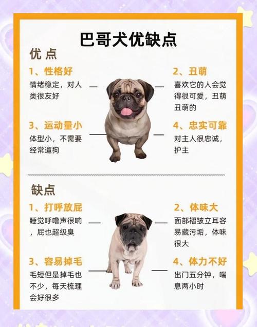 巴哥犬智商/为什么不建议养巴哥犬