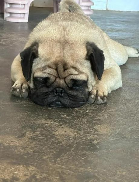 巴哥犬智商/为什么不建议养巴哥犬-第3张图片 巴哥犬智商/为什么不建议养巴哥犬-第3张图片
