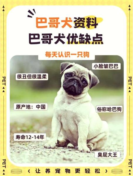 巴哥犬智商/为什么不建议养巴哥犬-第4张图片 巴哥犬智商/为什么不建议养巴哥犬-第4张图片