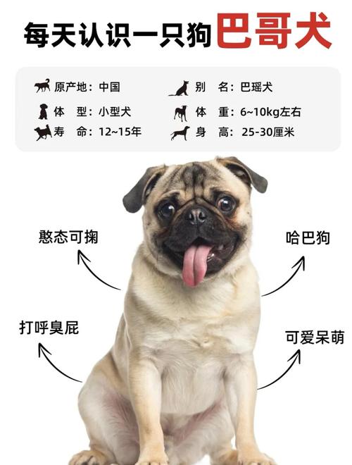 巴哥犬智商/为什么不建议养巴哥犬-第5张图片 巴哥犬智商/为什么不建议养巴哥犬-第5张图片