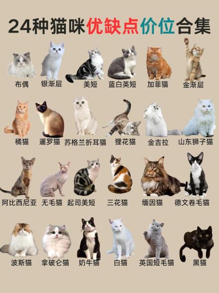 猫有多少品种/大熊猫有多少品种