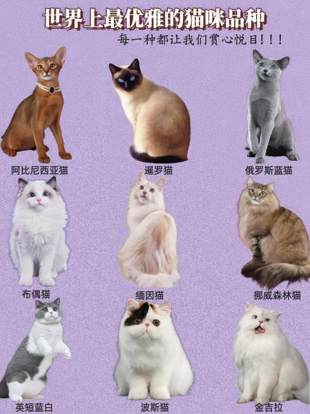 猫有多少品种/大熊猫有多少品种-第4张图片 猫有多少品种/大熊猫有多少品种-第4张图片
