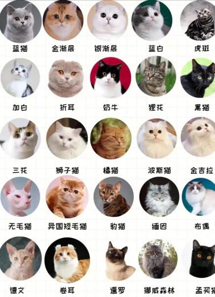 猫有多少品种/大熊猫有多少品种-第6张图片 猫有多少品种/大熊猫有多少品种-第6张图片
