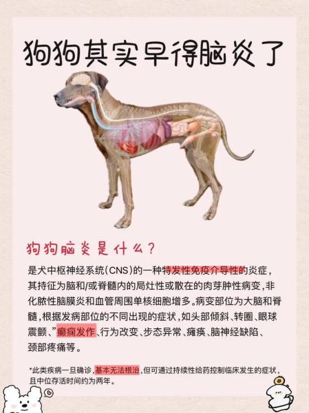 犬脑炎/犬脑炎症状-第2张图片 犬脑炎/犬脑炎症状-第2张图片